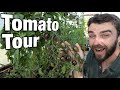 Anticipation is Killing Me! | Every Tomato Variety I'm Growing