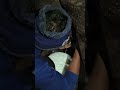 cow milking by hand at night at karjuri