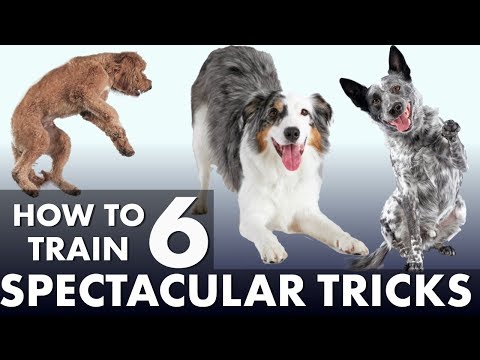 How do I make my dog awesome?