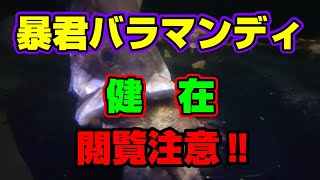 【水槽部屋】1800水槽のバラマンディ健在、まさに暴君　tropicalfish