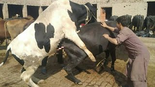 Cow And Bull Xnxx - Mxtube.net :: Cow and ox xxx video downlod Mp4 3GP Video & Mp3 ...