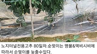 노지터널전용고추 80일차.물3톤 무레타1키로만 주어도 효과는 매우좋다.