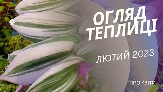 Огляд теплиці лютий 2023. Отримали живці петунії та калібрахоа.