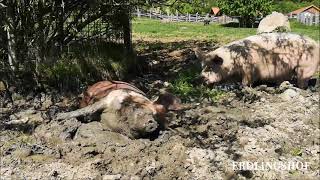 Erdlingshof: Sebastian und Carsten in der Schweine Suhle