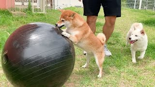 곰이가 제일 좋아하는 걸 사줬어요 (시바견 곰이의 특별한 생일 선물?!)