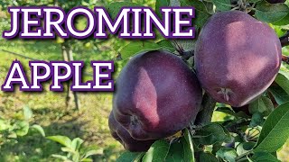 APPLE JEROMINE / ЯБЛОНЯ ЖЕРОМИНЕ