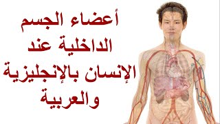 أسماء أعضاء الجسم الداخلية عند الإنسان بالإنجليزية والعربية الدرس 28