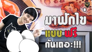 มาฟักไข่งูบอลแบบ ฟรี กันเถอะ!!! ( 2020 ) Reality Ball Python  [EP.46]