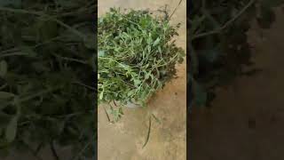 #145 விற்பனைக்காக இன்றைய அறுவடை பொடுதலை #naturelovers #organicfarming#herbal #sale