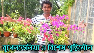 থাই ভ্যারাইটির বুগেনভেলিয়া ও তার বিশেষ পুষ্টিমৌল