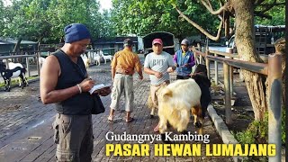 MURAH !! kambing di pasar hewan lumajang, banyak pedagang yang belanja di pasar ini