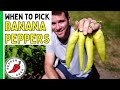 When To Pick Banana Peppers (It's Sooner Than You Think!) - Pepper Geek