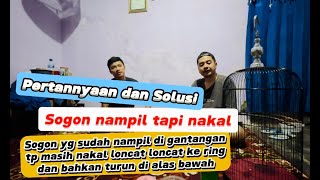 Solusi sogon kerja di gantangan tapi masih nakal ‼️