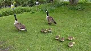 Canada goose - Branta canadensis - Kanadagæsir - Gæsaungar - Fuglar - Gæsir á tjörninni