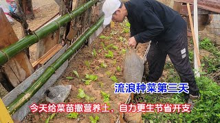 流浪种菜第三天，今天给菜苗撒营养土，自力更生节省开支