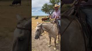 How Long Are Cattle In Feedlots? Let’s Find Out