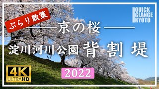 【ぶらり散策 京都】 背割堤 〜 ４月の晴れた朝、全長1.4Km、約250本の満開の桜並木を散策しました。青空に映える春の絶景をお楽しみください。 [No.123] #桜 #背割堤