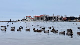 Мазут на побережье Севастополя. Что сейчас происходит в бухтах Севастополя в январе 2025