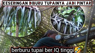 tidak disangka‼️tupai disini sangat pintar