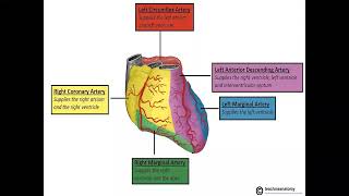 Cardiac CT Angiography (CCTA)