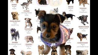 Yorkie Breeds and Mixes Explained