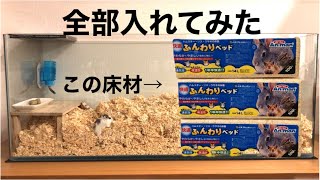 ハムスター床材大量に入れてみた【90㎝水槽】