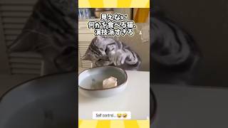 ネコさんの動画見て笑ったら寝ろwwwwww