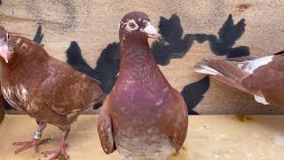 A pair of pigeons and their young / Meulemans