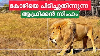 ആഫ്രിക്കൻ സിംഹം🦁 | RESCUED LION SANCTUARY IN SOUTH AFRICA