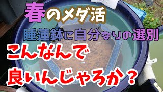 うちの幹之は青っぽいのと赤っぽいのが居ます！選別して多分咲くであろう？睡蓮の横で泳いでもらうために選別しました♪