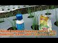 Perawatan bawang merah musim hujan||penceghan layu fusarium|| petani youtubegu