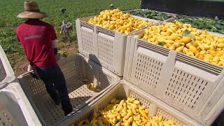Beautiful Vegetable Harvesting - Yellow squash Harvest - Amazing Modern Agriculture Technology