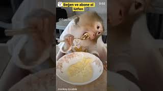 Kaşık kullanan maymun #monkey #animals #shorts #love #youtube #instagram #life #tiktok #youtuber