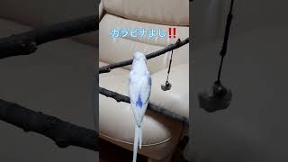 小さな救命士ぴっちゃんです🚑今日は救助隊の様です🚒 #セキセイインコ #カラビナ