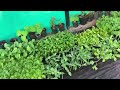 ഈ രഹസ്യവളം അറിയാതെ പോവല്ലേ fertilizer for plants malayalam rose fertilizer prs kitchen nursery