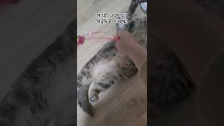 게으른 모찌의 뒹굴뒹굴 #shorts #고양이 #모찌 #cat #뒹굴뒹굴