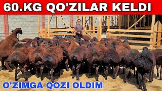 O'ZIMGA QOCHQOR OLDIM ABDUMALIKGA YANA CHEMPIYON QO'ZILAR KELDI SHOSHILING