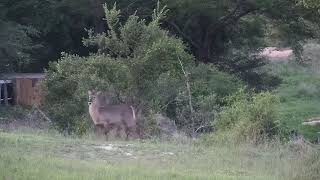 Djuma: Lone Hyena passing through gets chased by Waterbuck female - 18:43 - 12/06/21