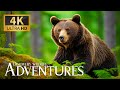 Adventures Wildlife 4K HDR | Discovery Animals Movie with Smooth Piano Music 🎶 Colorful Animal Life