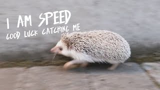 Little Hedgehog RUNS