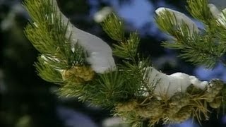 The Boreal Forest: 3. Adaptation