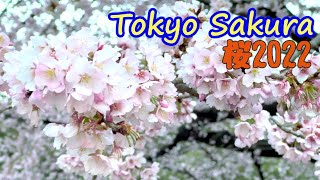 4k[ Tokyo Cherry Blossom]🌸上野公園の桜🚶散歩（short）(March3月)13. 2022