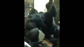 Ajari and Chaka the Gorillas  play fighting. Part 3