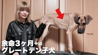 胃に穴を開ける（胃瘻）について！グレートデン子犬