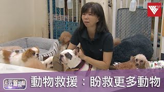 動物救援站收留80隻棄養犬：「牠們也會傷心難過」#香港新視點｜#香港v