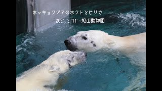 旭山動物園のホッキョクグマ　ホクトとピリカ　一緒にプール　2021年2月11日　Polarbear　Hokuto＆Pirika　Asahiyama-Zoo