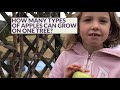 Taste Testing Apples from the same tree