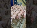 Salt-baked chicken production factory