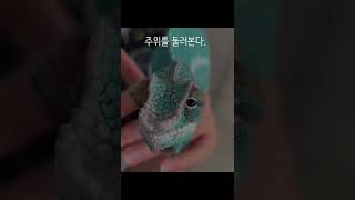 파충류 - 00 카멜레온 (Chameleon)