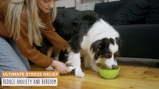 Stress Relief & Fun With Mighty Paw's Interactive Dog Lick Bowl (Wobbles or Stays Put)